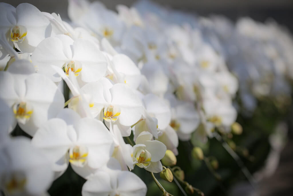 第1回 贈る方必見 シーンや用途に合わせた胡蝶蘭選び 多彩なバリエーション 丁寧な対応 胡蝶蘭ギフトは大澤洋蘭園